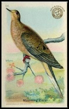 26 Mourning Dove